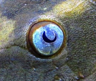 Hypostomus soniae