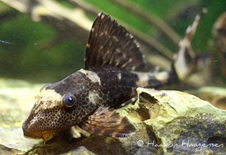 Hypostomus sp. (L229)