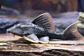 Hypostomus sp. (L360)