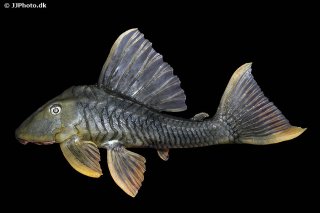 Hypostomus sp. (L360)