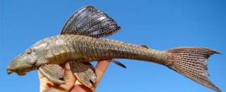 Hypostomus subcarinatus