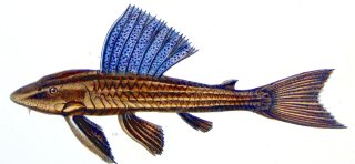 Hypostomus subcarinatus