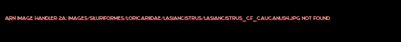Lasiancistrus cf. caucanus