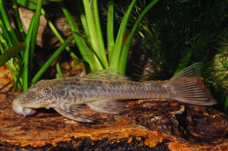 Lasiancistrus planiceps