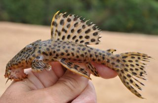 Leporacanthicus heterodon