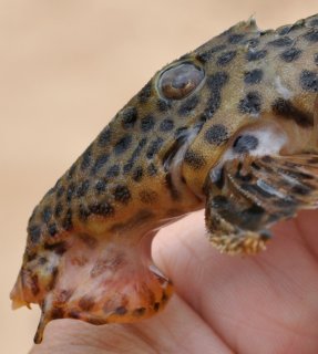 Leporacanthicus heterodon