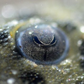 Leporacanthicus heterodon