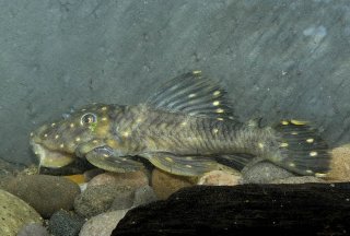 Leporacanthicus sp. (L473)