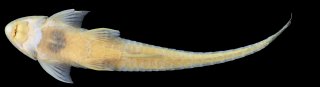 Limatulichthys nasarcus