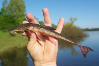 Loricariichthys anus