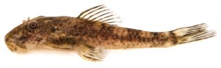 Microplecostomus forestii
