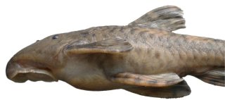 Neoplecostomus microps