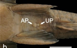 Neoplecostomus microps