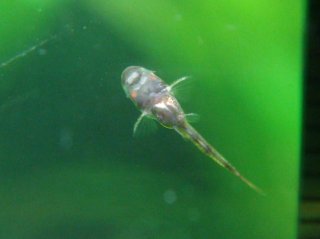 Otocinclus cocama