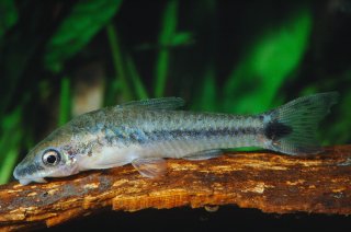 Otocinclus vittatus