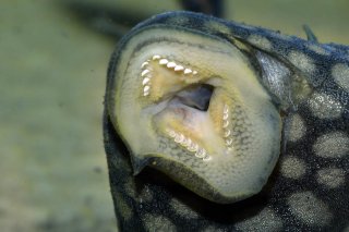 Panaque nigrolineatus laurafabianae