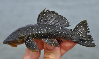 Parancistrus nudiventris