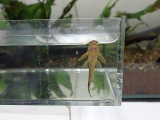 Parotocinclus doceanus