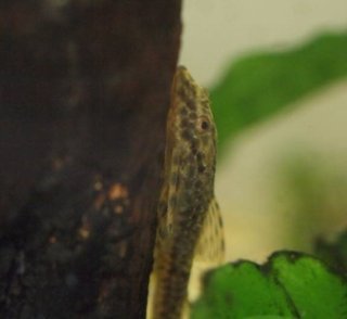 Parotocinclus doceanus