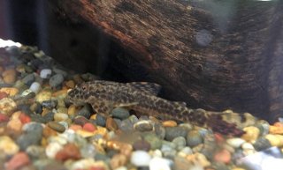 Parotocinclus doceanus