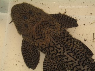 Pseudacanthicus sp. (L185)