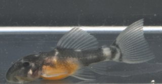 Pseudacanthicus sp. (L452)