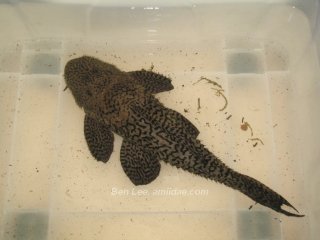Pseudacanthicus sp. (L185)