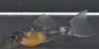 Pseudacanthicus sp. (L452)