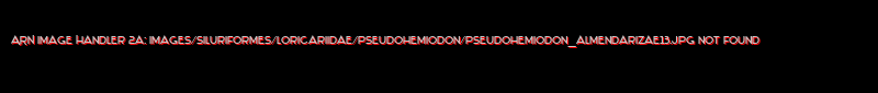 Pseudohemiodon almendarizae
