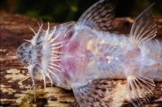 Pseudohemiodon almendarizi