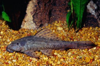 Pseudorinelepis genibarbis