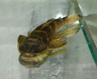 Pterygoplichthys chrysostiktos