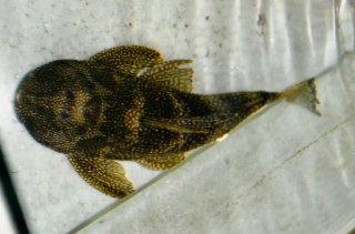 Pterygoplichthys chrysostiktos