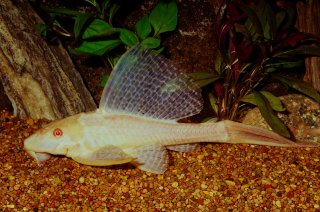 Pterygoplichthys gibbiceps