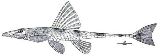 Rineloricaria thrissoceps