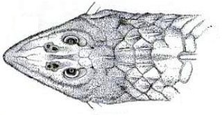 Rineloricaria thrissoceps