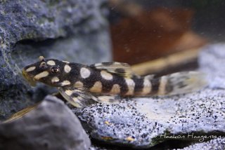 Scobinancistrus raonii