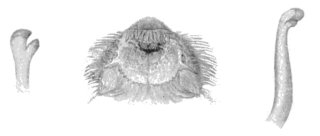 Spatuloricaria phelpsi