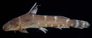 Microsynodontis nasutus