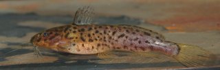 Microsynodontis polli