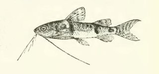 Mochokus brevis