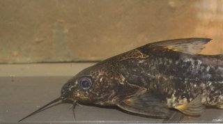 Synodontis afrofischeri