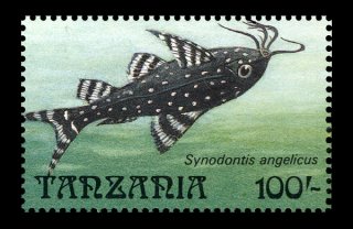 Synodontis angelicus