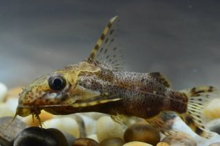 Synodontis contractus