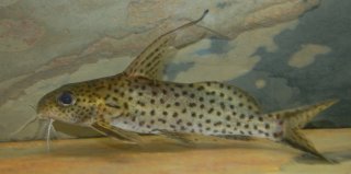 Synodontis filamentosus