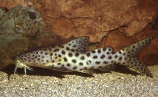 Synodontis longirostris