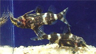 Synodontis nigriventris