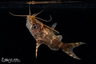 Synodontis nigriventris