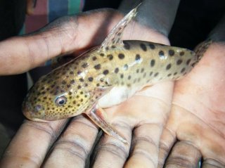 Synodontis njassae