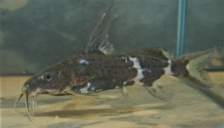 Synodontis orientalis